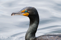 Double-crested Cormorant