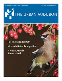 The Urban Audubon - Fall 2015 Cover