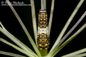 Black Swallowtail Caterpillar - Papilio polyxenes