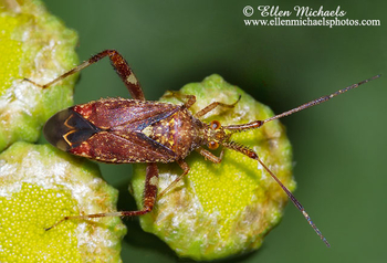 Clouded Plant Bug - Neurocolpus nubilus