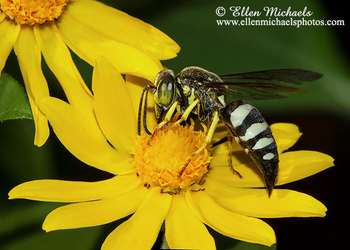 Four-banded Stink Bug Wasp - Bicyrtes quadrifasciatus