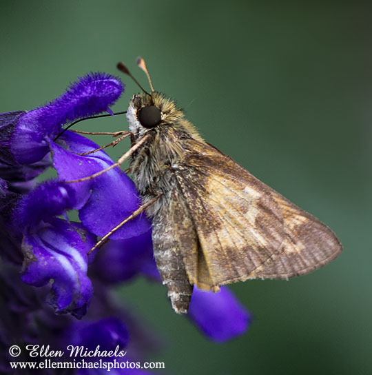 Sachem Skipper - Atalopedes huron