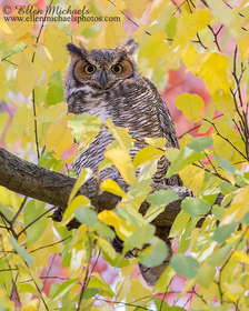 Great Horned Owl