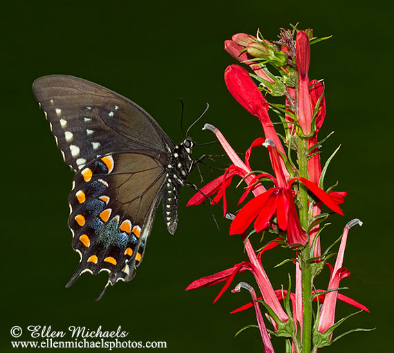Spicebush Swallowtail - Papilio troilus