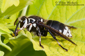 Bald-faced Hornet - Dolichovespula maculata
