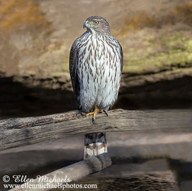 Cooper's Hawk (juvenile)