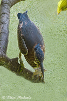 Green Heron (juvenile)