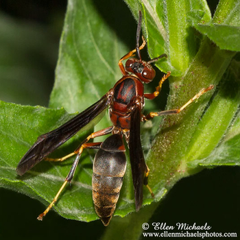 Metric Paper Wasp - Polistes metricus