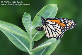 Monarch Laying Eggs (ovipositing)