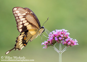 Giant Swallowtail - Papilio cresphontes
