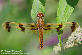 Painted Skimmer - Libellula semifasciata