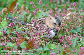 [color=#ccccff] Harris's Sparrow