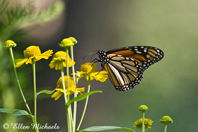 Monarch Butterfly