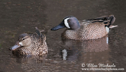 Blue-winged Teal