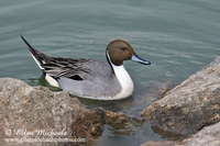 Northern Pintail Duck