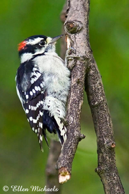 Downy Woodpecker