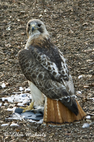 Red-tailed Hawk (Pale Male)