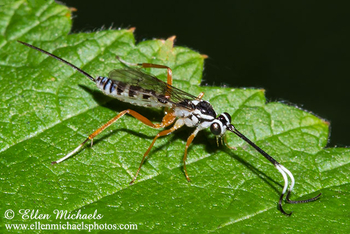 Ichneumon Wasp - Sphelodon phoxopteridis