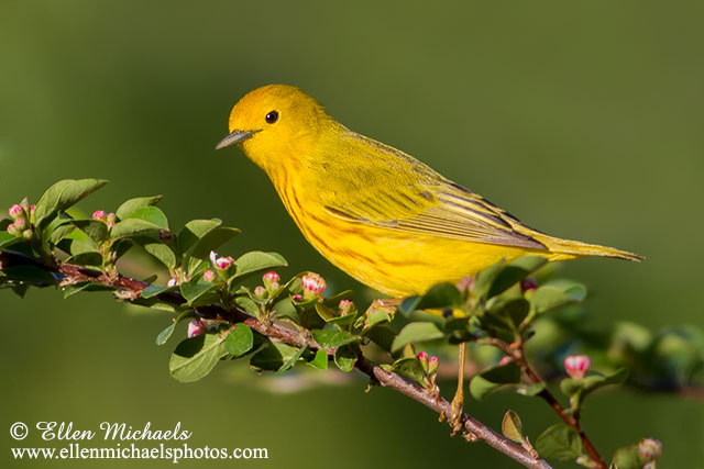 Northern Yellow Warbler