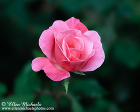 Pink Rose