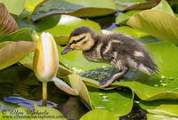 Mallard Duckling on Water Lily Pads