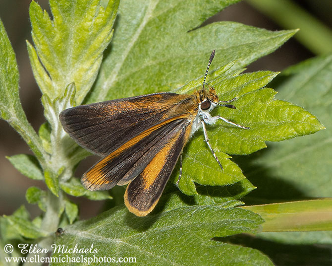 Least Skipper - Ancyloxypha numitor