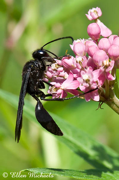 Great Black Wasp - Sphex pensylvanicus