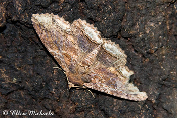 Lunate Zale Moth - Zale lunata
