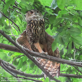 Flaco - The Eurasian Eagle-Owl