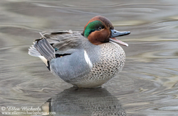 [color=#ccccff]Green-winged Teal