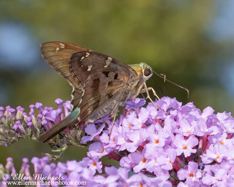 Long-tailed Skipper - Urbanus proteus