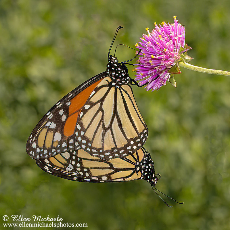 Monarch Butterflies Mating