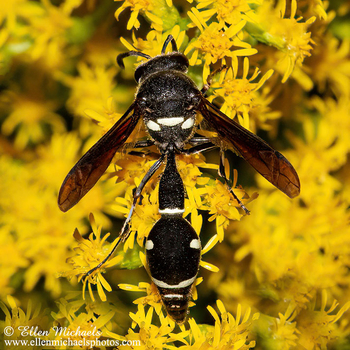 Fraternal Potter Wasp - Eumenes fraternus