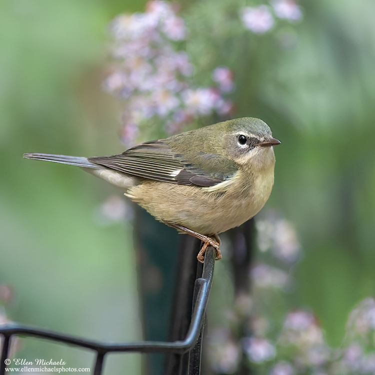 Black-throated Blue