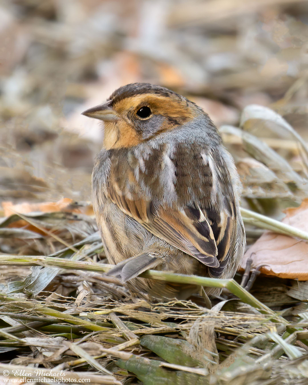 Nelson's Sparrow