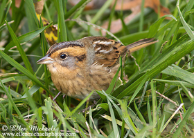 [color=#ccccff]Nelson's Sparrow