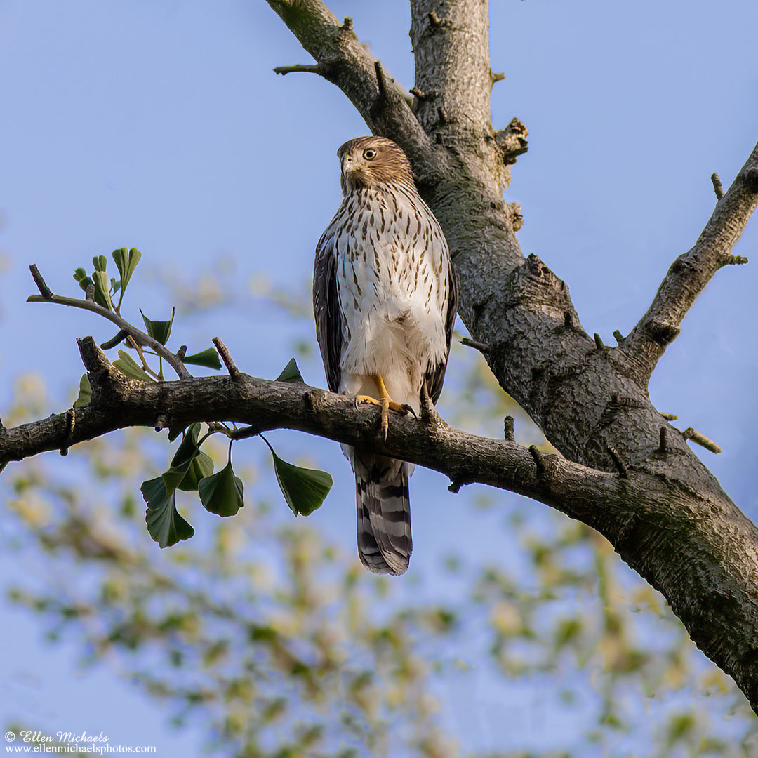 Cooper's Hawk