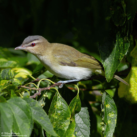 Red-eyed Vireo