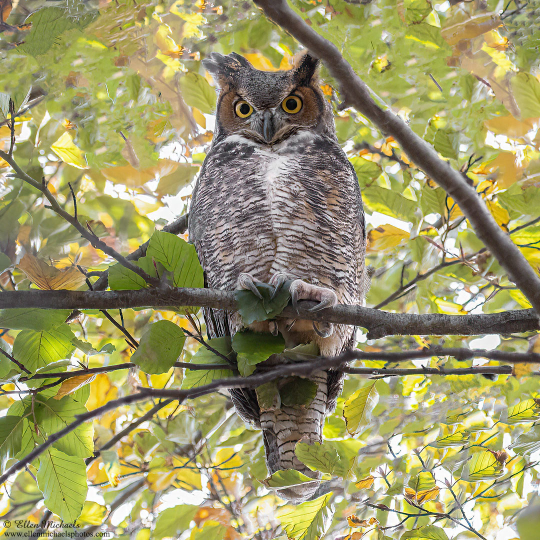 Great Horned Owl