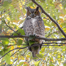 Great Horned Owl