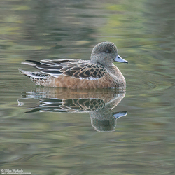 American Wigeon