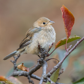 Indigo Bunting