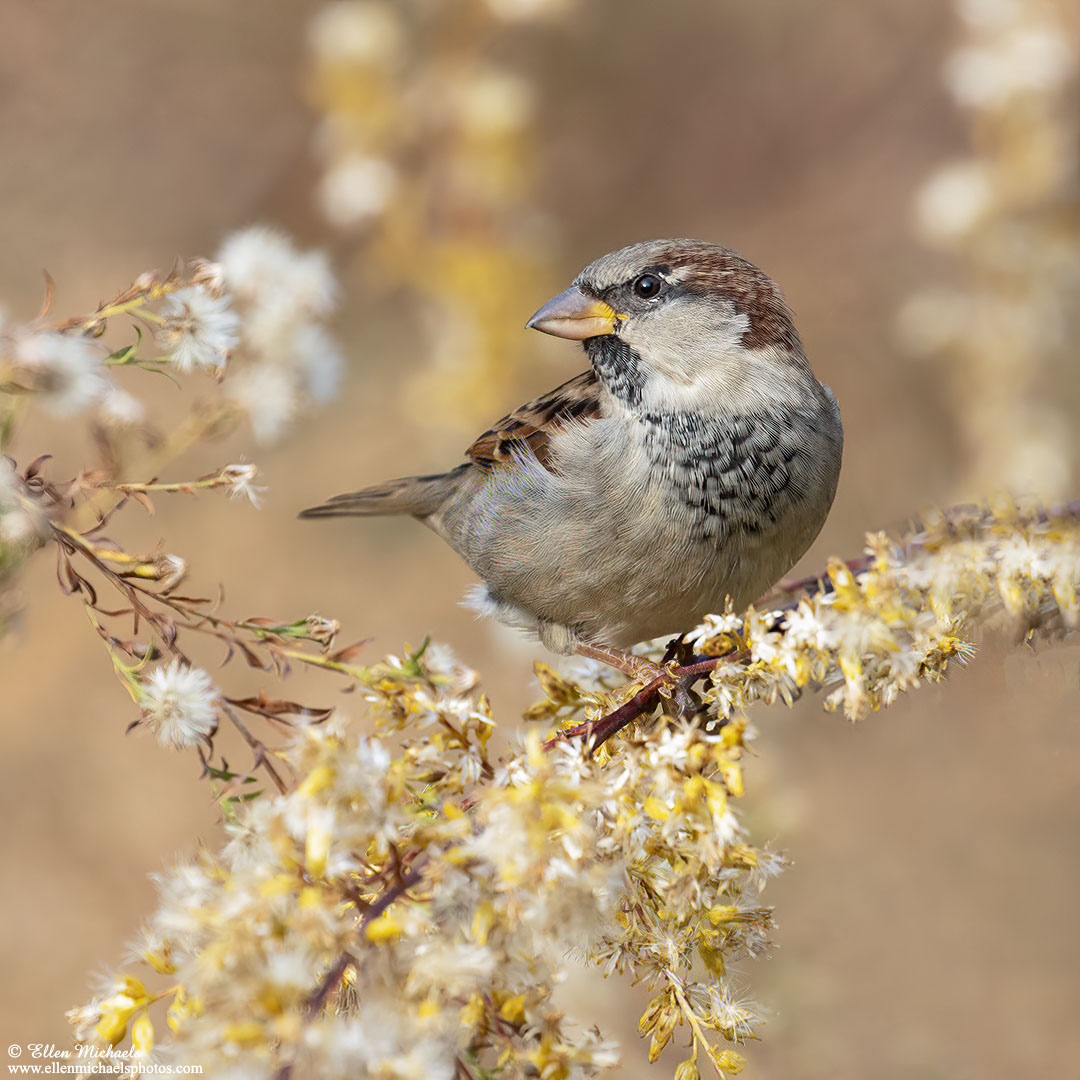 House Sparrow
