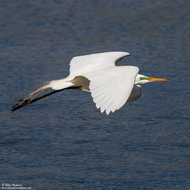 Great Egret