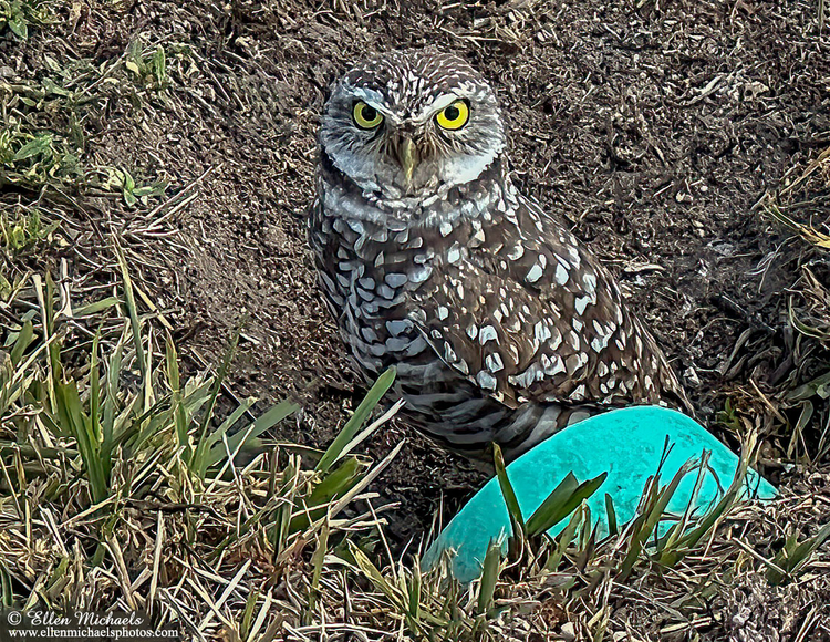 Burrowing Owl in Florida