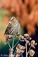 Red-winged Blackbird