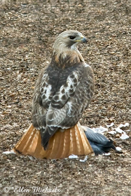Red-tailed Hawk (Pale Male)