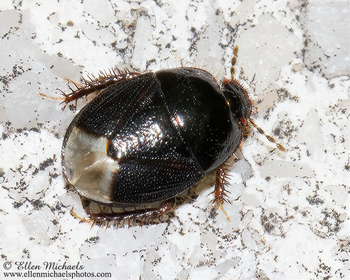 Two-lined Burrowing Bug - Microporus nigrita