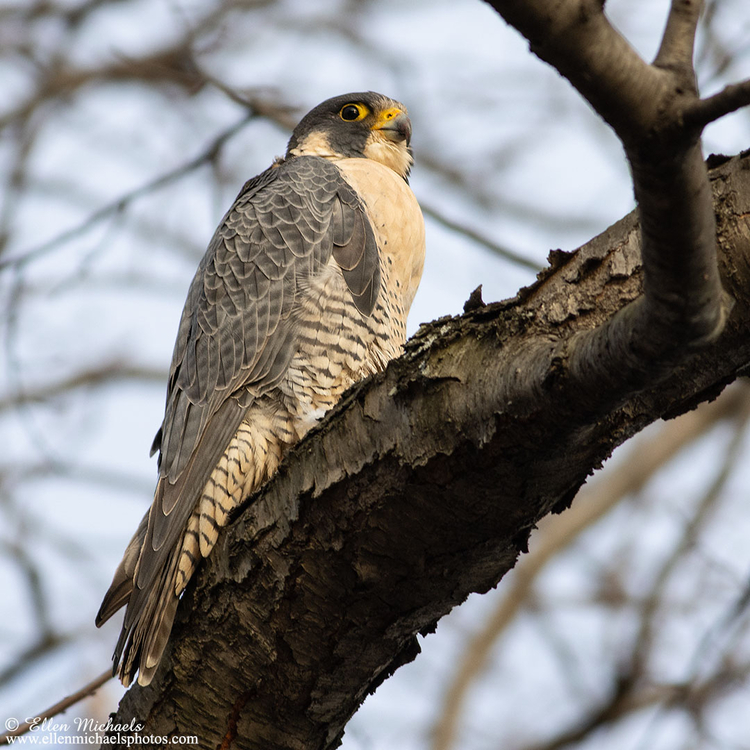 Peregrine Falcon