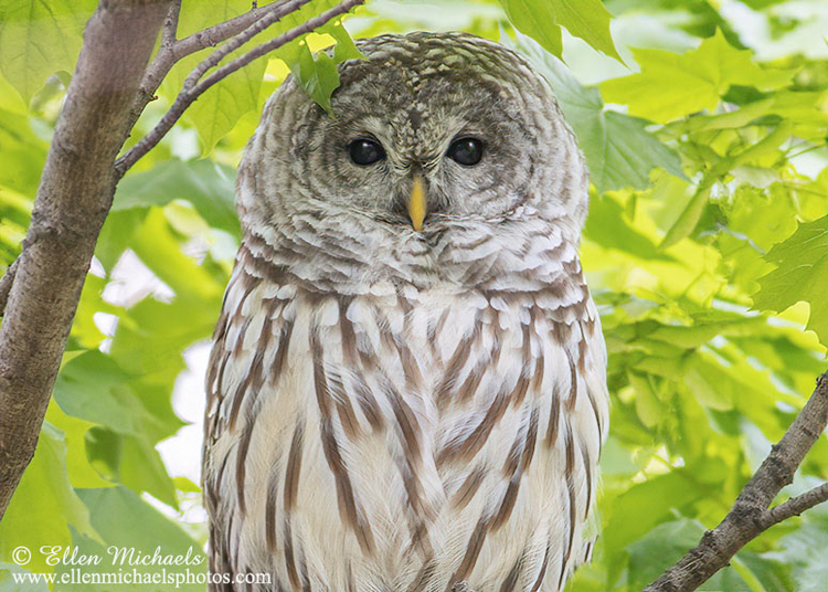 Barry - The Barred Owl
